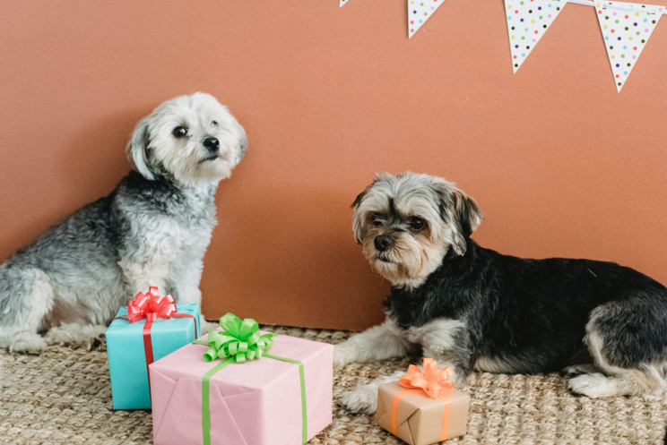 A Guide to Christmas Tree Skirts and Budget-Friendly Trees